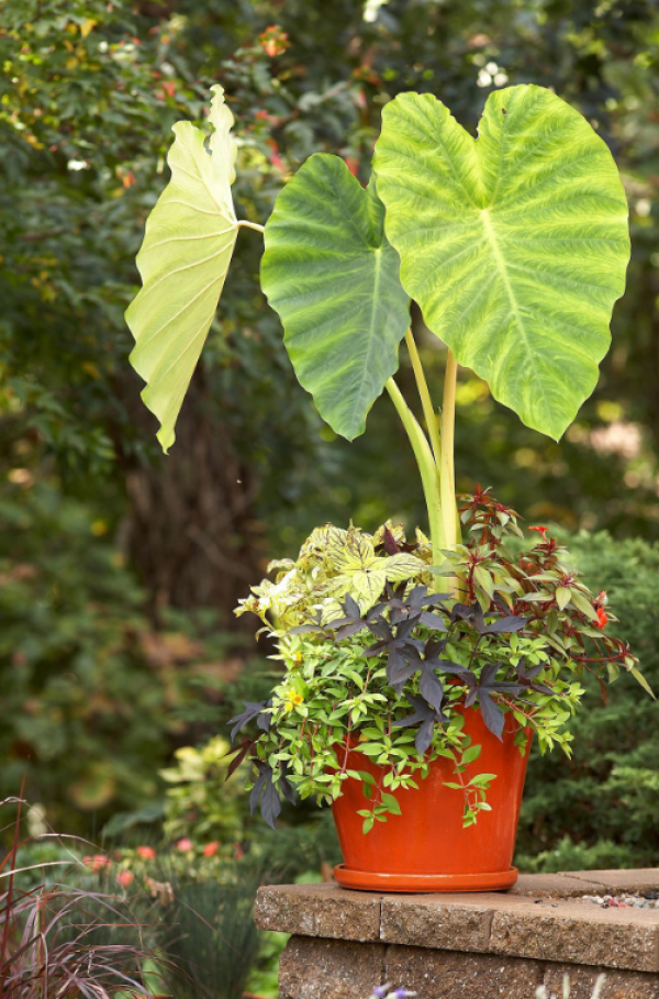 Tanaman Hias Bergaya Tropis di Dalam Pot Besar